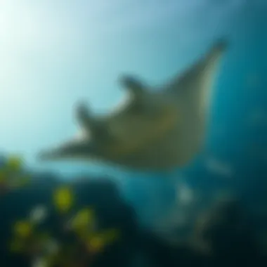 Magnificent Manta 코인 탐구: 블록체인과 개인 정보 보호의 접점