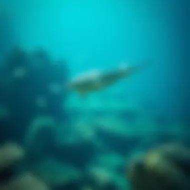 Notable Manta 코인 탐구: 블록체인과 개인 정보 보호의 접점