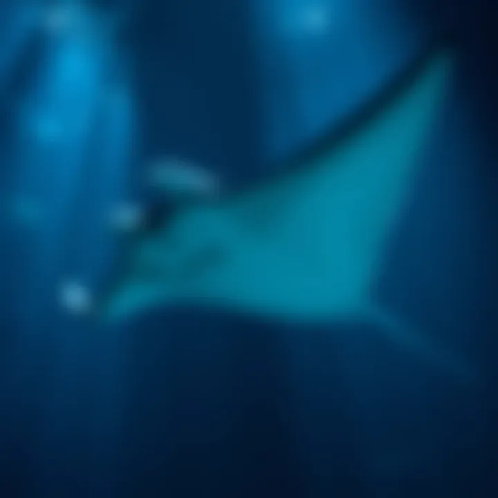 Manta 코인 탐구: 블록체인과 개인 정보 보호의 접점 Summary