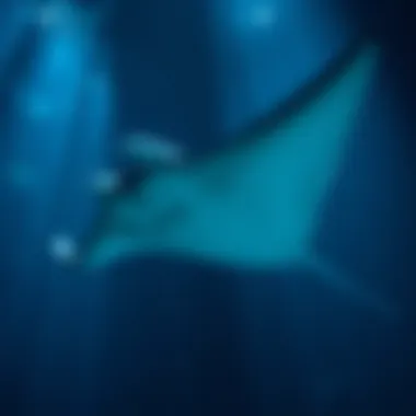 Manta 코인 탐구: 블록체인과 개인 정보 보호의 접점 Summary Manta 코인 탐구: 블록체인과 개인 정보 보호의 접점 Summary
